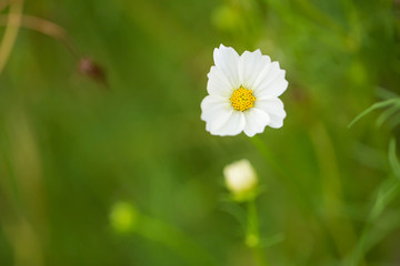Wall Mural - Cosmos flowers blooming in the garden.Pink and red cosmos flowers garden, soft focus and look in blue color tone.Cosmos flowers blooming in Field.