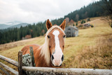 Fototapeta Konie - horse in a fenced in area outdoors