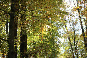 Bright autumn foliage. Bright autumn foliage on trees.