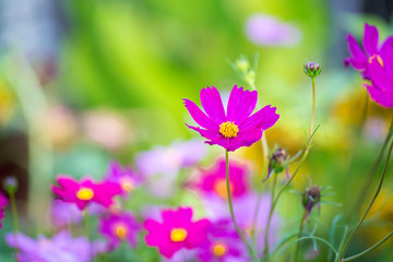 Wall Mural - Cosmos flowers blooming in the garden.Pink and red cosmos flowers garden, soft focus and look in blue color tone.Cosmos flowers blooming in Field.