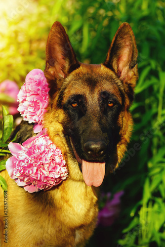 The Portrait Of A Short Haired German Shepherd Dog Posing Outdoors
