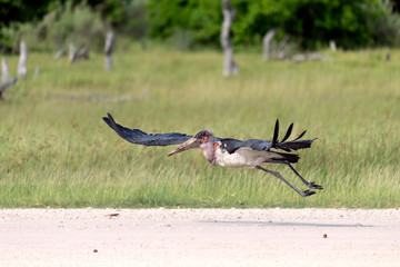 Marabou Stork taking off from a dirt runway in the Okavango Delta, Botswana