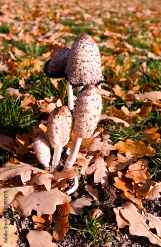 Fotografie, Obraz Plants: Shaggy ink cap on a sunny day in November