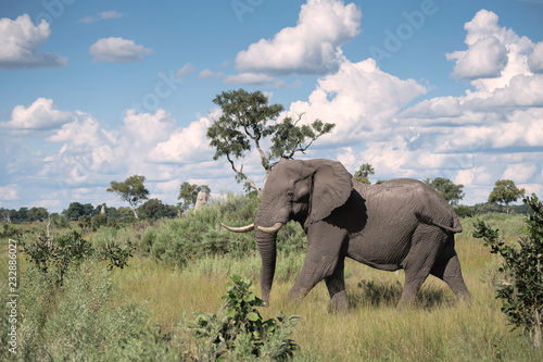 Photo Large bull elephant walking through the Okavango Delta grassland in Botswana