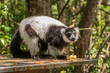 Ruffed Lemur in the Monkeyland Primate Sanctuary