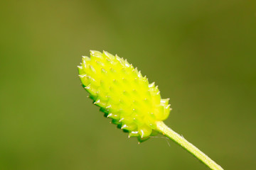 green fruit in the wild