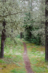 Path in sunny forest