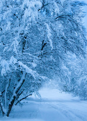 Snowfall. City street with trees covered with snow. Blue winter morning, snow landscape