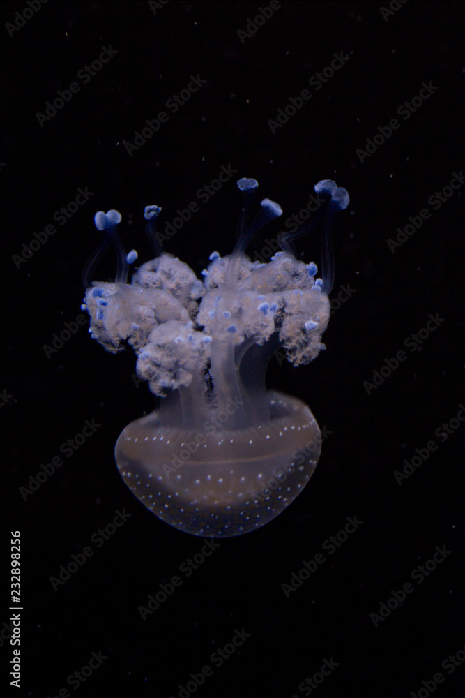 Floating bell, Australian spotted jellyfish, white-spotted jellyfish ...