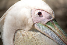 Closeup Side View Of Beautiful Red Eye White Pelican