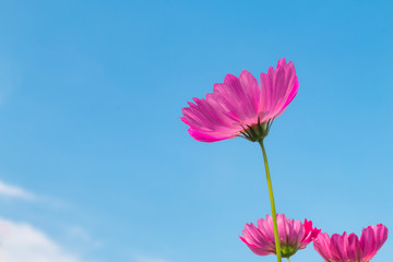 Wall Mural - Beautiful purple cosmos flower in garden with sunlight and blue sky