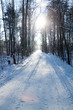 Snow and sun in forest