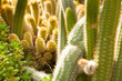 Cactus backgroud