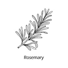 Wall Mural - Rosemary, spice and medical herb