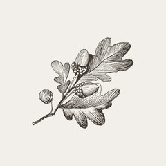 Engraving Oak Acorn isolated on creme background. Detailed vector illustration of hand drawn autumn oak nut. Vintage retro fall seasonal decor.