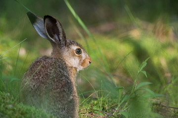 European brown hare (Lepus europaeus)