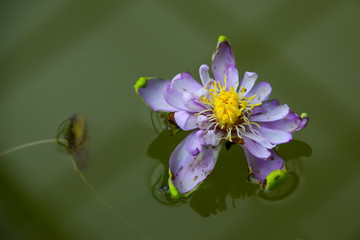 Poster - The lotus is blooming in the middle of the water.