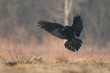 © szczepank - Birds - flying Black Common raven (Corvus corax)