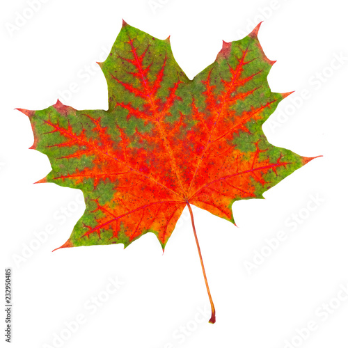 maple autumn leaf bright on white background