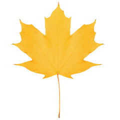 Canvas Print - yellow maple leaf bright on white background