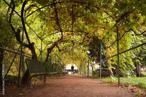 Zdjęcie XXL Mężczyzna obsiadanie w tunelu drzewo na jesień dniu.