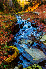 Poster - Golden shine autumn panorama scene in the forest, the morning sun shining through the trees, blue sky in background.