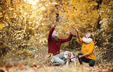 Wall Mural - A senior couple with a dog in an autumn nature at sunset, having fun.