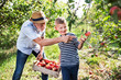 © Halfpoint - A senior man with grandson picking apples in orchard in autumn.