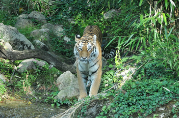 Tiger into the wild (Bussolengo, Italy)