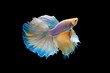 The moving moment beautiful of yellow siamese betta fish or half moon betta splendens fighting fish in thailand on black background. Thailand called Pla-kad or dumbo big ear fish.