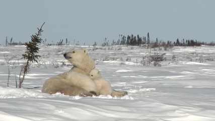 Wall Mural - polar bear cubs (ursus maritimus) mother with two three months old playful cubs at denning site, wap