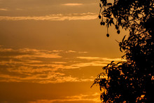 Yellow Sunset Scenery With Mango Tree