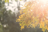 Fototapeta Kwiaty - Green leaf against orange morning sunrise