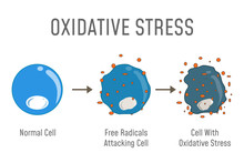 Oxidative Stress Diagram
