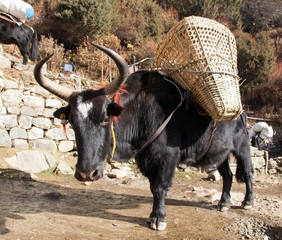 Poster - black yak - Nepal Himalayas mountains