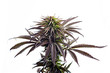 purple marijuana strain flower bud cannabis plant
