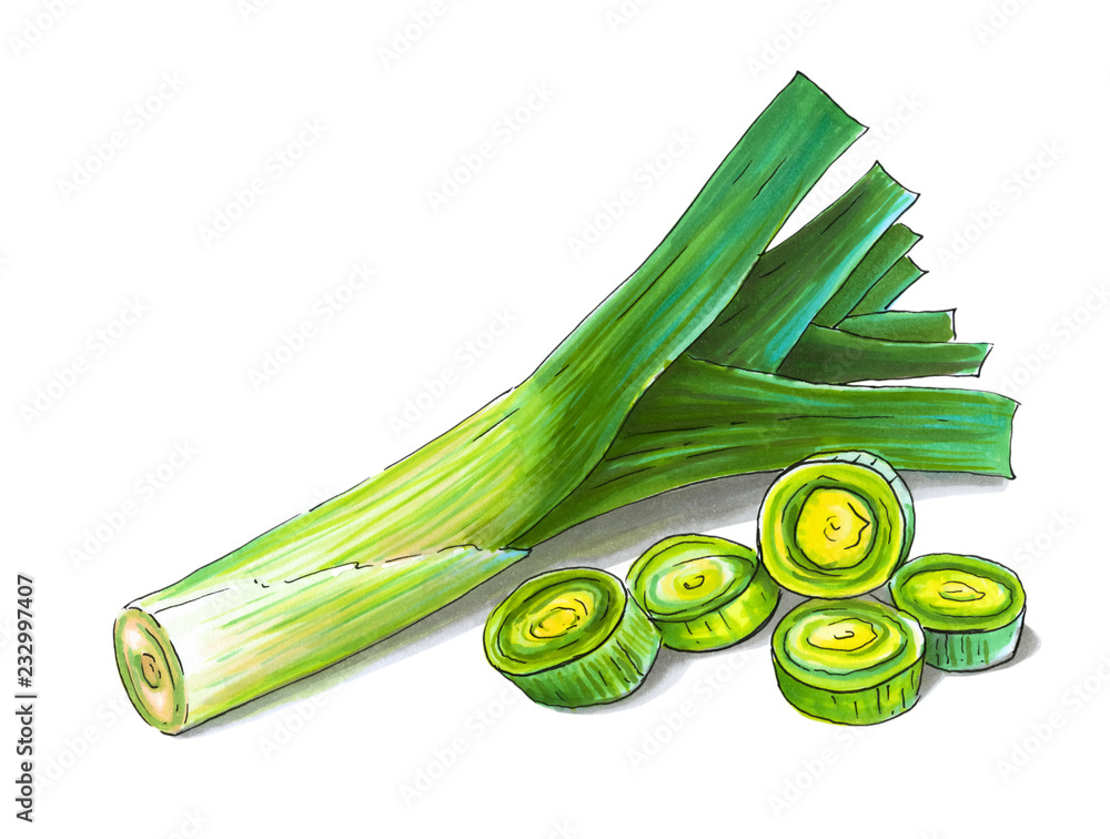 Colorful and juicy illustration of green onion leek. Drawing