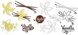 Fototapeta Konie - hand drawn vanilla beans, spicy ingredient, vanilla flower logo, healthy organic food, spice vanilla on white background, culinary herbs, label, food, natural healthy food, vector graphic to design
