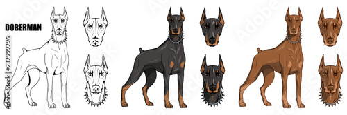 doberman pinscher, american doberman, pet logo, dog doberman, colored pets for d Tableau sur Toile