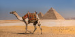 Camel with the Pyramids of Gizeh, Egypt