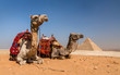 Camels with the Pyramids of Gizeh, Egypt