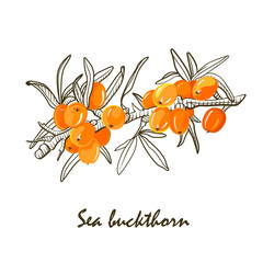 Sticker - The sea buckthorn, color and sketch. Vector hand drawn color botanical sketch style.  Elements for menu, tea packaging, wrapping paper, cosmetics packaging, labels, tags, posters etc