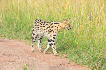 Serval cat