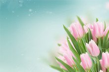 Close Up Of Soft Pink Fresh Tulips On Blue Sky Background