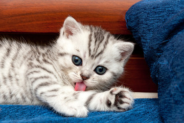 Wall Mural - Little tabby gray-white cute kitten lying on the couch and licks his foot pink tongue looking at the camera