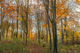 Fototapeta Tęcza - woodland walk at riseholme collage lincolnshire