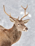 Fototapeta Zwierzęta - The red deer (Cervus elaphus)