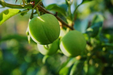 Plum tree