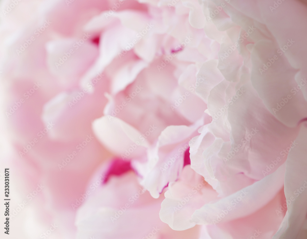 Peony pink flower close up beautiful macro photo - obrazy, fototapety, plakaty 