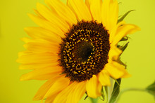 Beautiful Sunflower Close Up Macro Photo On Colored Background